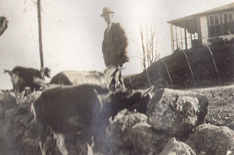 Man with goats