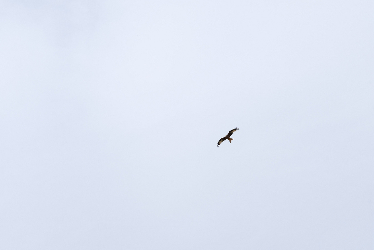 A hawk flying high against a bright sky with wings fully outstretched, feathers splayed as it glides gracefully overhead.