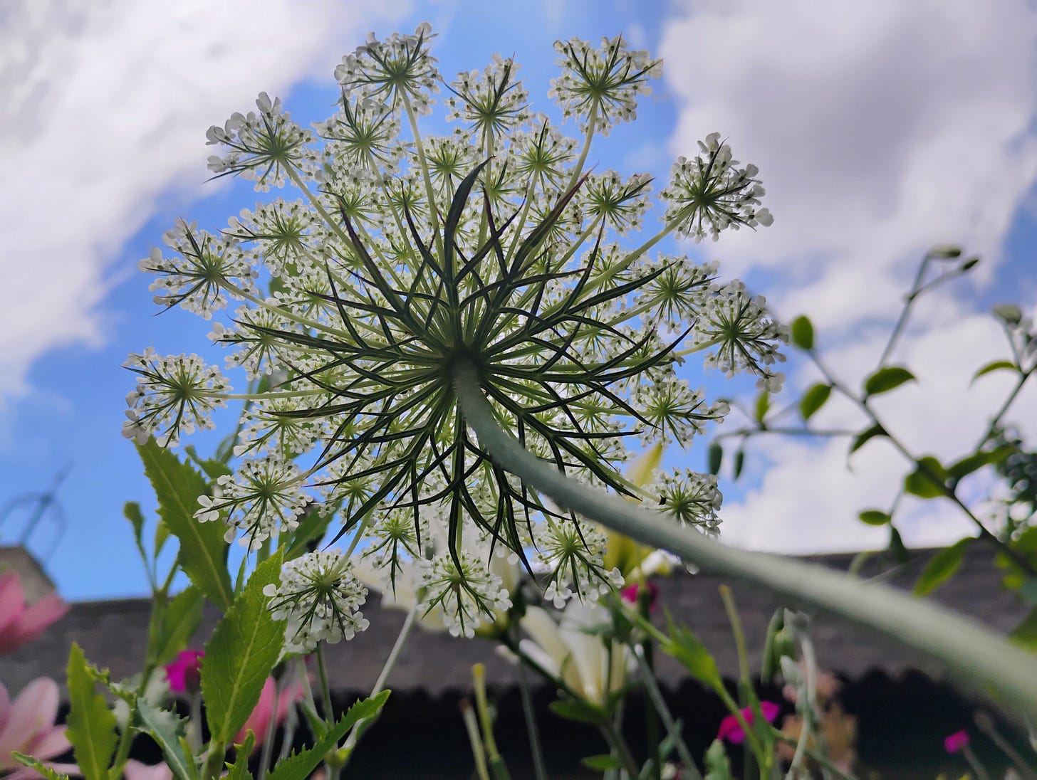 a close-up color photo of the underside of a flower
