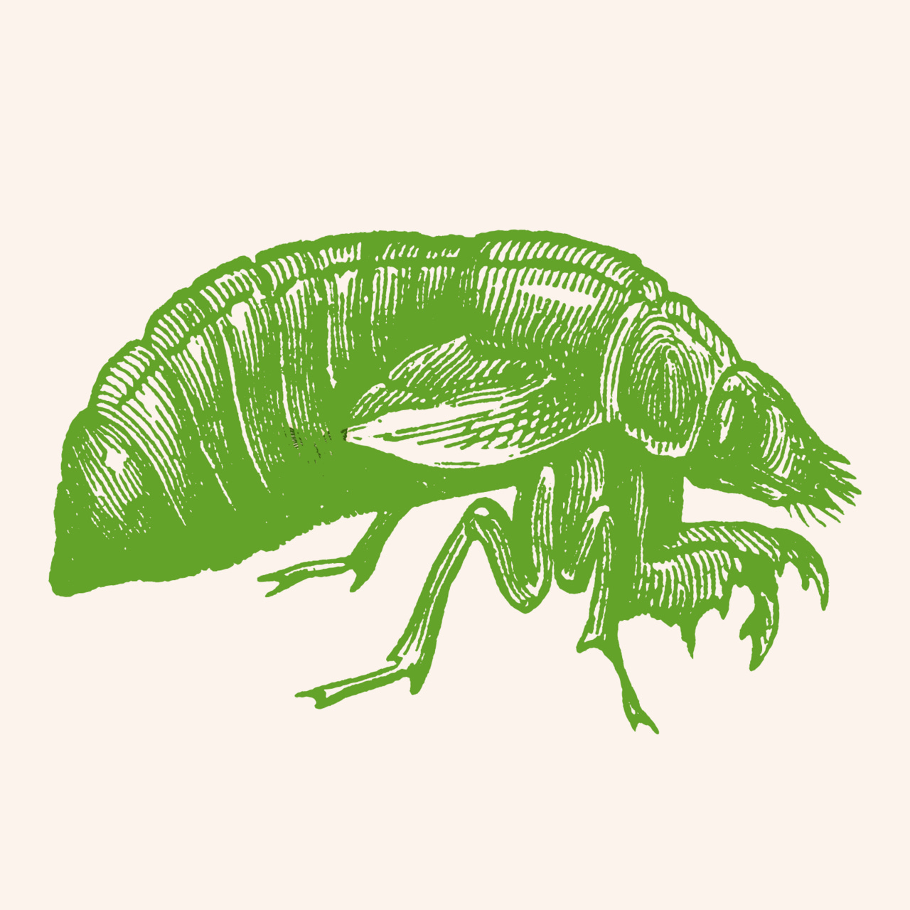 o que cantam as cigarras