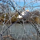 Republicans Can't Let Biden Fix The Border In An Election Year