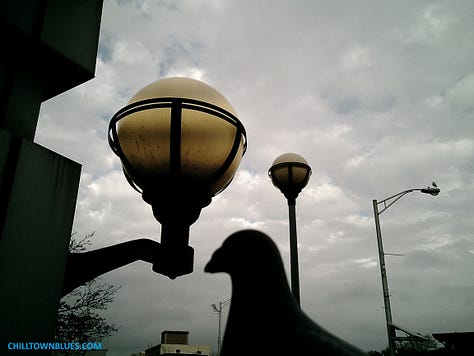 Chilltown Blues Photos: From top left to right, the Chilltown Blue Pigeon at a bird's eye view via a kind of widescreen, walking on cement path with a few petals strewn over it; pigeon in foreground at left, looking at Kei Ito's "Riddle of Peace and War," which alternates between the two lines: wwho will be the next sacrifice for the peace" and "who will be the next sacrifice for the war"; third in top row: Black and white image of pigeon head (figurine) in front of plant growth that looks like it's springing from its head coming from a gravely surface. Middle row, first from left: blue-gray pigeon figurine (with black-striped wing) adjacent to faded blue fire hydrant; center, bust of pigeon figurine, with small hole in neck, in front of nighttime landscape wherein a Christmas tree is across street, with green lights and a section along bottom missing as such; at right, silhouettle of pigeon figurine as two beige globe lanterns loom above in background on gray day; bottom left, black and white of pigeon figurine against large scattered leaves, all in grayscale;  cernter, pigeon figure looks in direction of tree as JC building looms in background; pigeon figurine in foreground as mid-ground has stop sign with "FU" grafitti on it, all in dark grayscale.