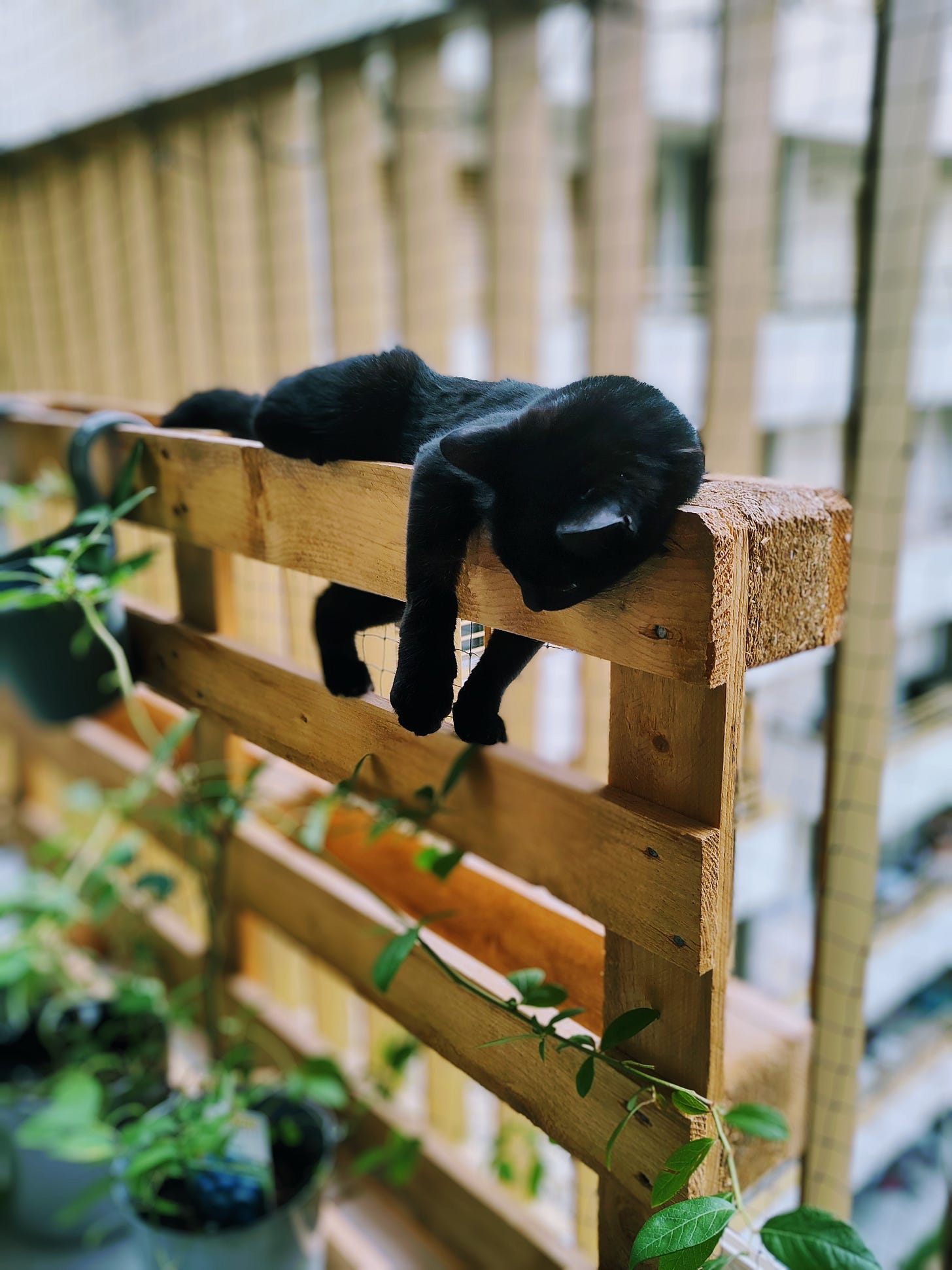 The photo shows Jo, my second and black cat, hanging out on the balcony. She is lying on a wooden palette, looking down on the floor. In the background, there is a blurred building and to the right of Jo are some plants.