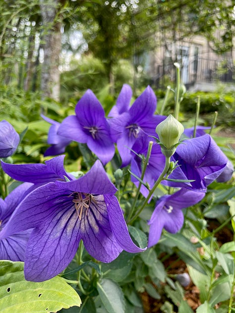 Looking down from the Hot Border through the Fruit tunnel; up from the lawn to the steps and tunnel; and the Balloon flower (Platycodon) that have finally survived the rabbits in this area.