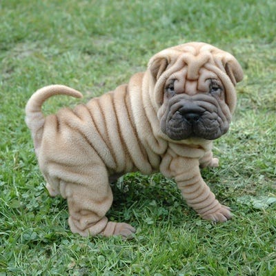 Find your perfect Shar Pei: US breeder insights 2024 Find your perfect Shar Pei: US breeder insights 2024