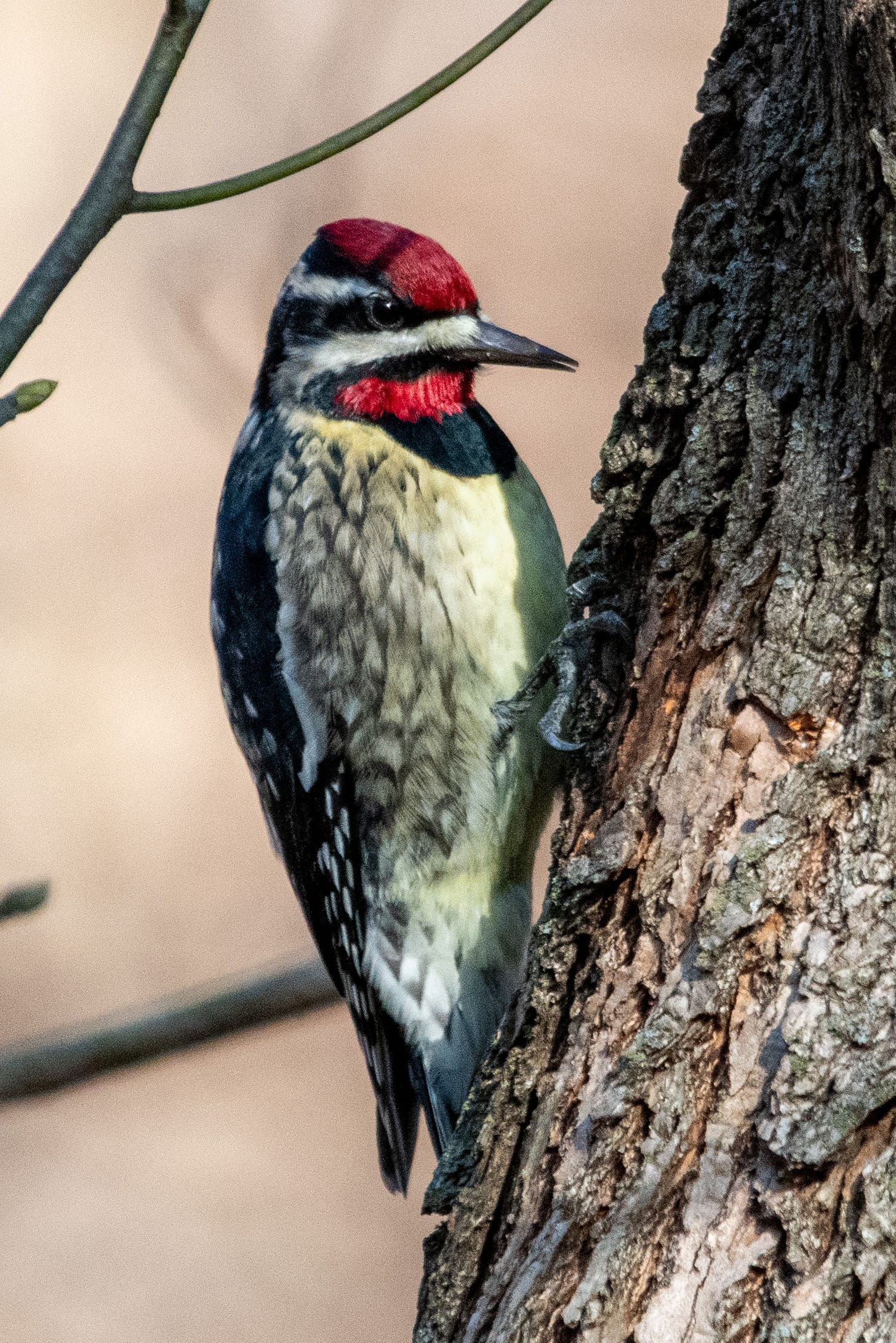A woodpecker with a red crown and chin and a herringbone-patterned gold-tinged breast, holding onto a tree trunk