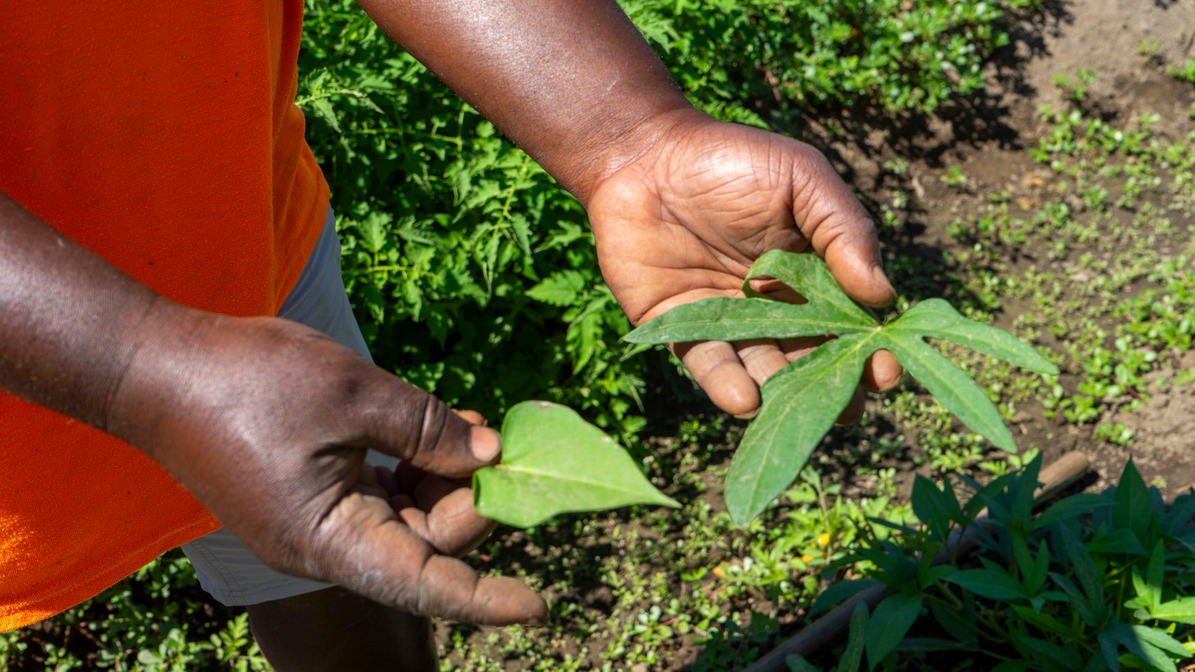 A person holding two different sweet potato leaves in each hand. The left hand has a Cordate or heart shaped leaf. The right hand has a five lobed leaf.