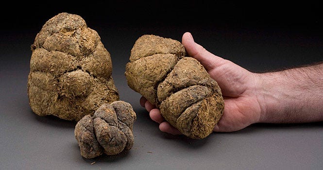 35 Million Years of Sloths & How Giants Rose and Fell