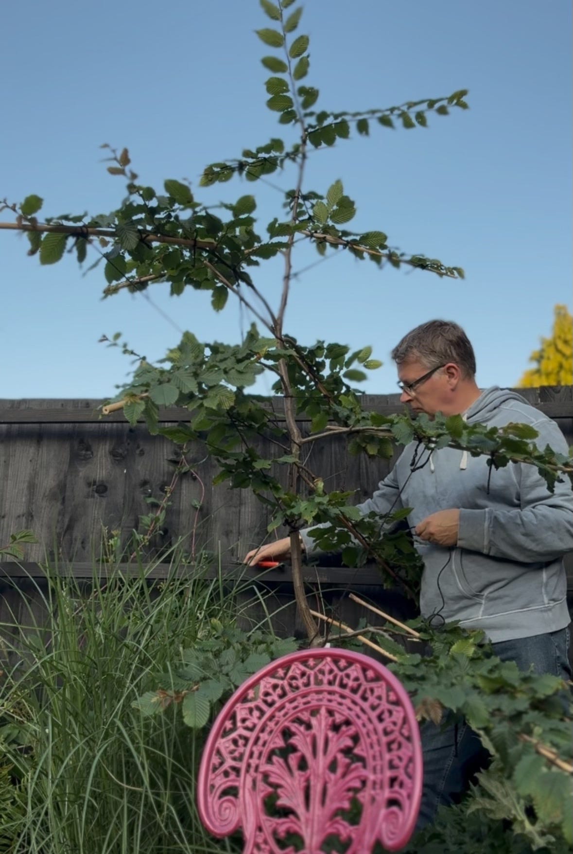 A Gardener busy pruning and training a garden tree, against a garden fence with blue skies behind