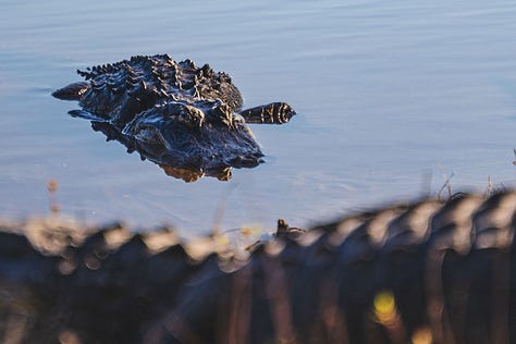 A group of alligators congregates near the edge of The Deep Hole, their bodies partially submerged in the water. Some rest on the bank, while others float nearby, creating a scene of primal beauty.