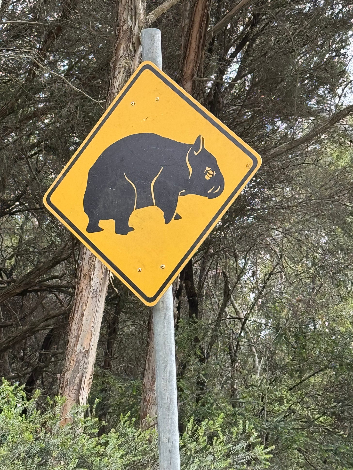 Wombat Stack Tasmania Misfit Mammals Part 2: Wombats, Cube-pooping Bulldozers