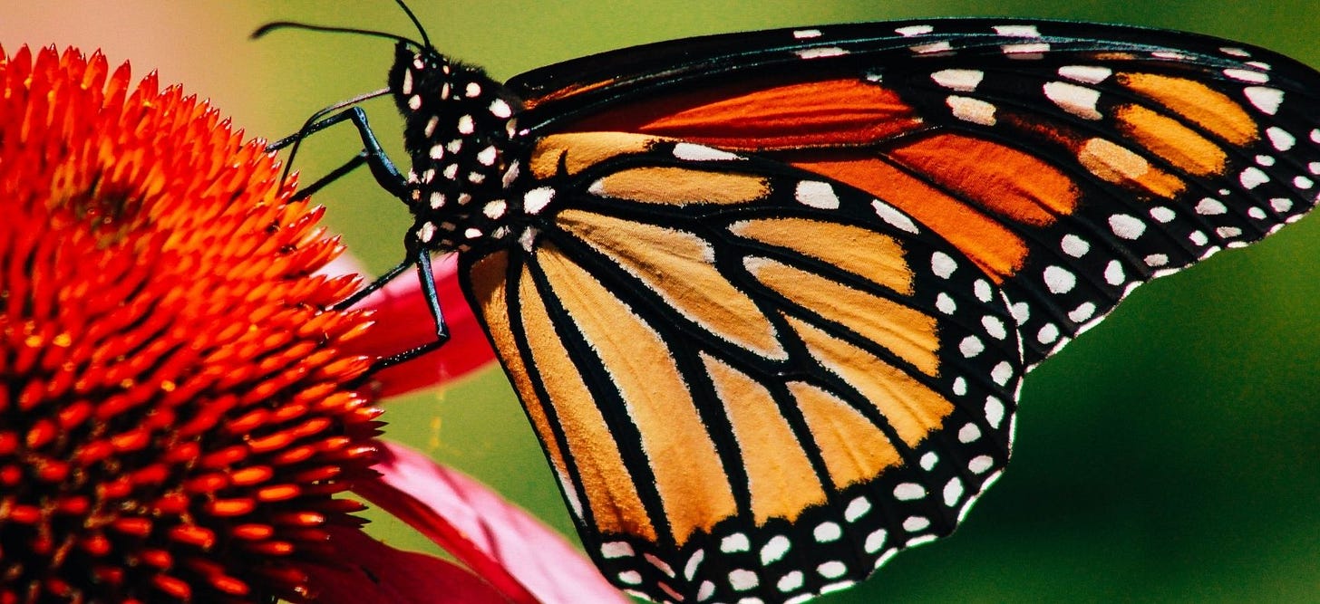 monarch butterfly