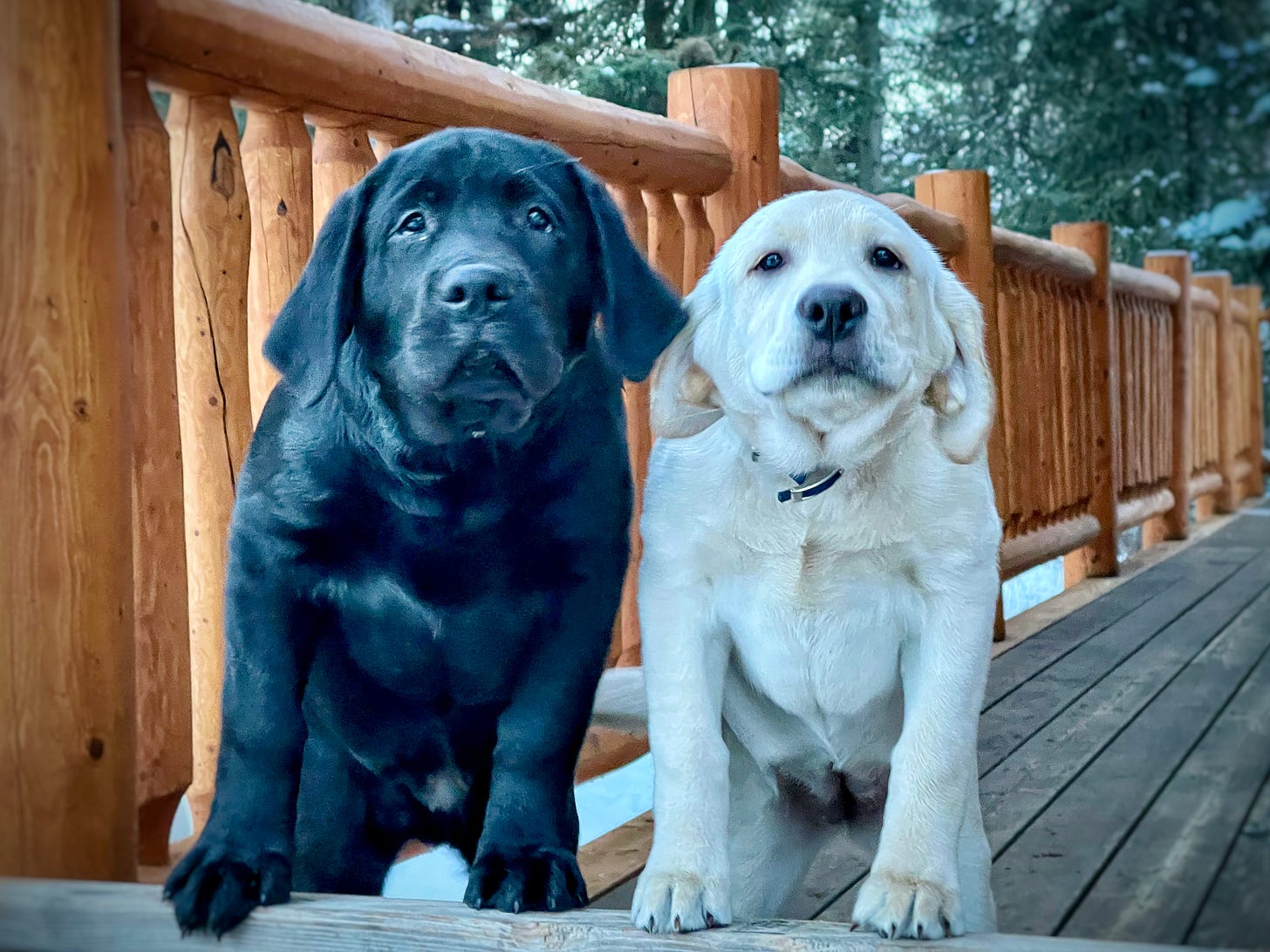 Two puppies