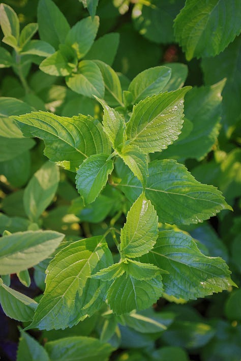 various basil plant varieties