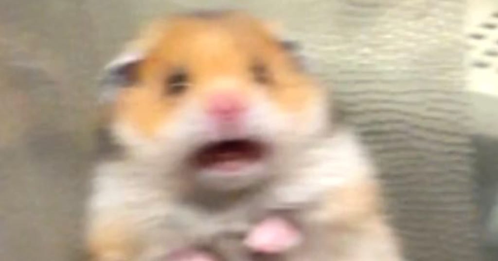 Scared hamster meme: Where did it actually come from and is ...