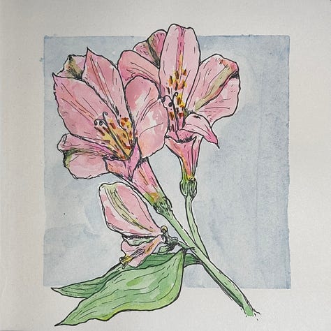 Black pen outline drawings painted with water colour.