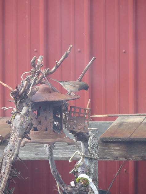 Chickadees discover the bird feeder
