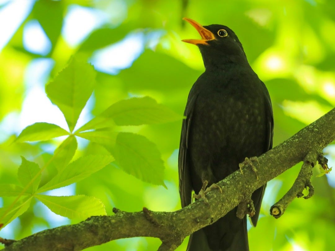 black bird on tree branch during daytime
