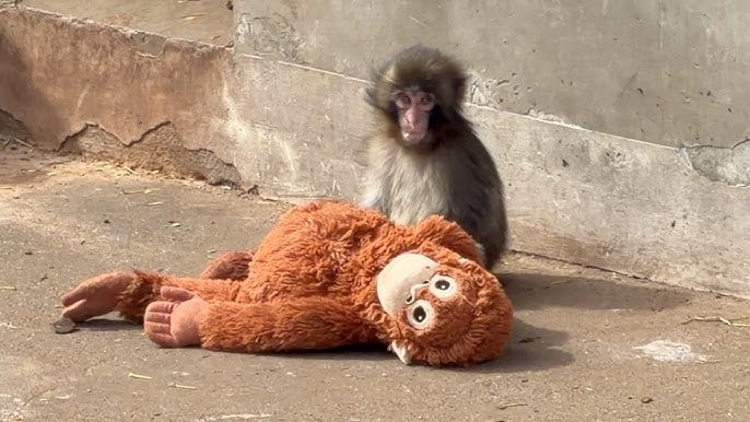 Punch Monkey | The Lonely Baby Monkey Who Found a Mom in a Stuffed Toy Punch Monkey | The Lonely Baby Monkey Who Found a Mom in a Stuffed Toy