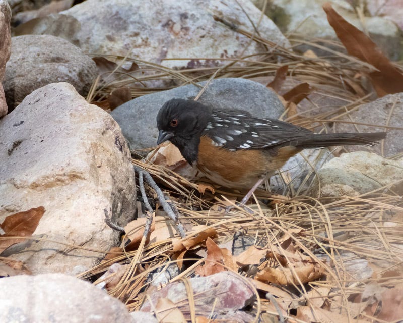 20250430-Chiricahuas-544-Edit.jpg 20250430-Chiricahuas-544-Edit.jpg