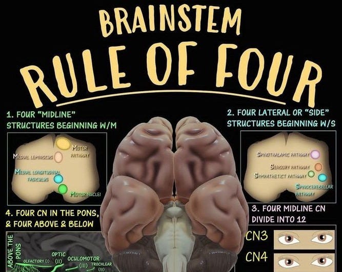 Brainstem- Rule of Four