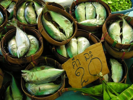 Addictive fish: Pla tuu