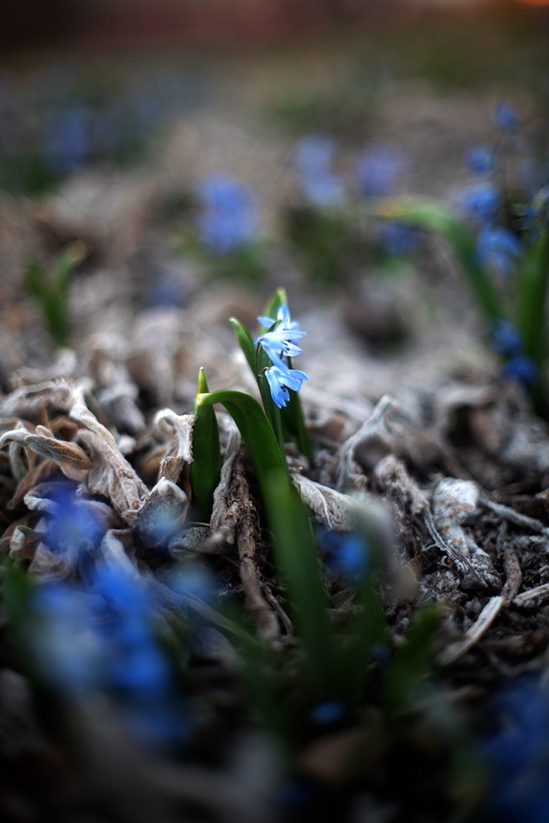 A soft focus photograph of pale blue flowers. The background is blurred into patches of gray, green, and blue