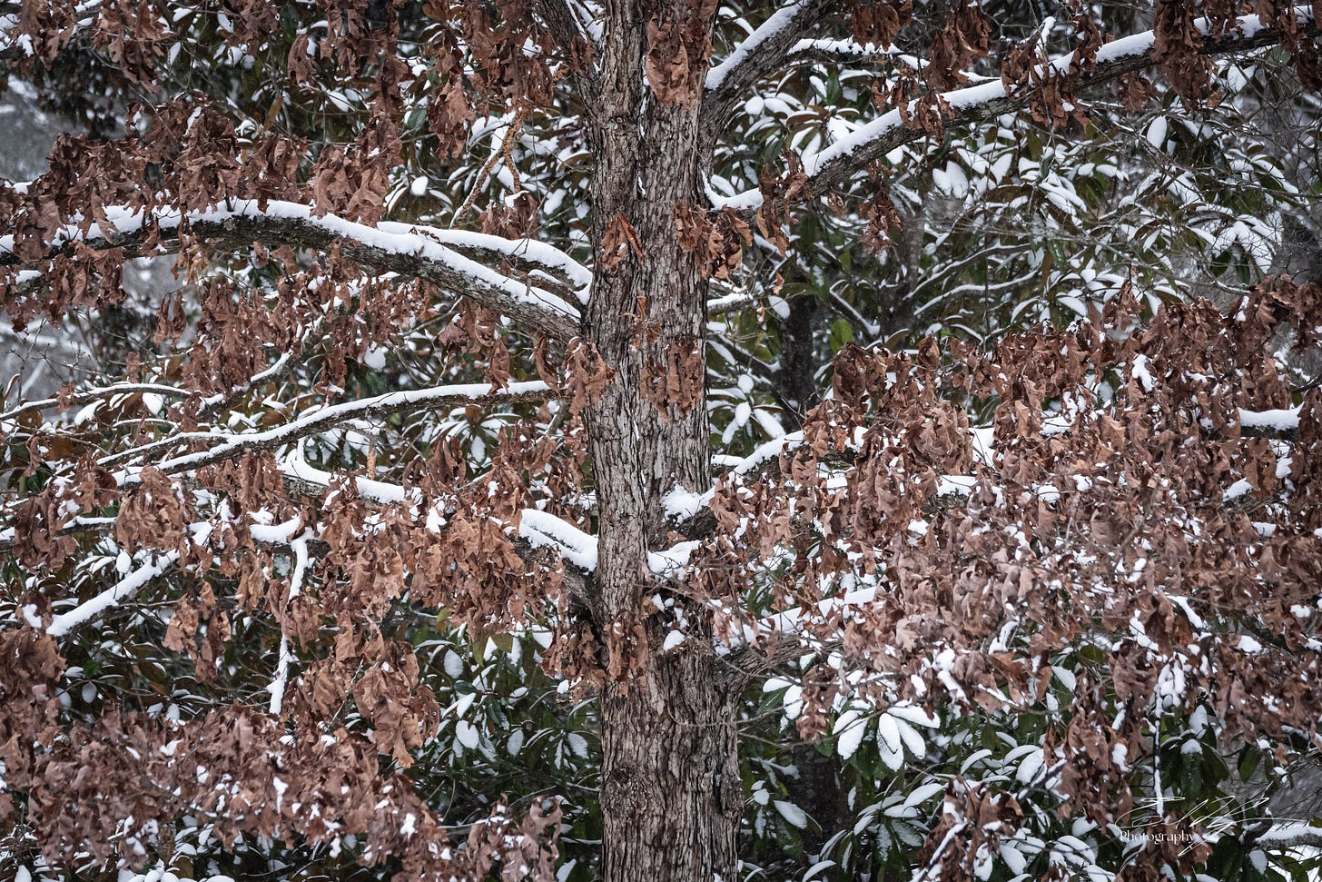 Snow covered oak branches in Athens, Ga
