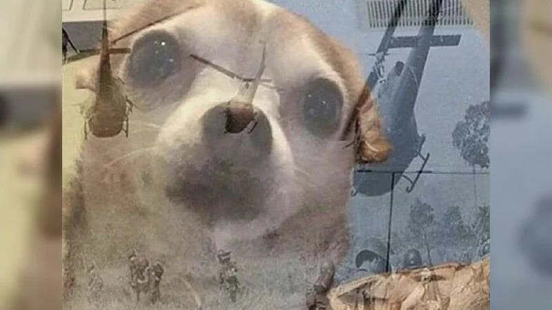 PTSD Chihuahua Meme: Vietnam War Flashback Reaction PTSD Chihuahua Meme: Vietnam War Flashback Reaction