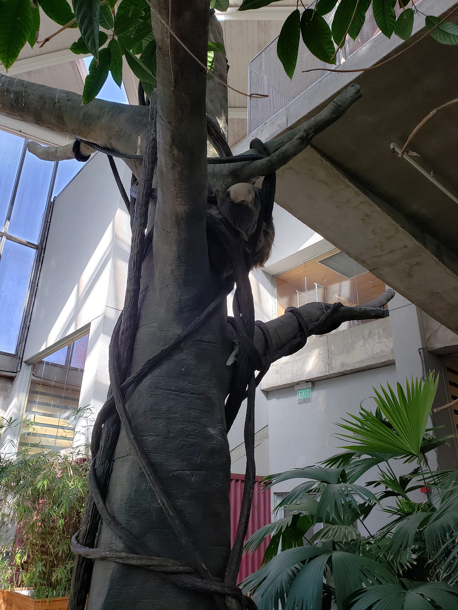 Chloe the sloth at Como hanging out in her tree in the Tropical Encounters exhibit. Chloe the sloth at Como hanging out in her tree in the Tropical Encounters exhibit.