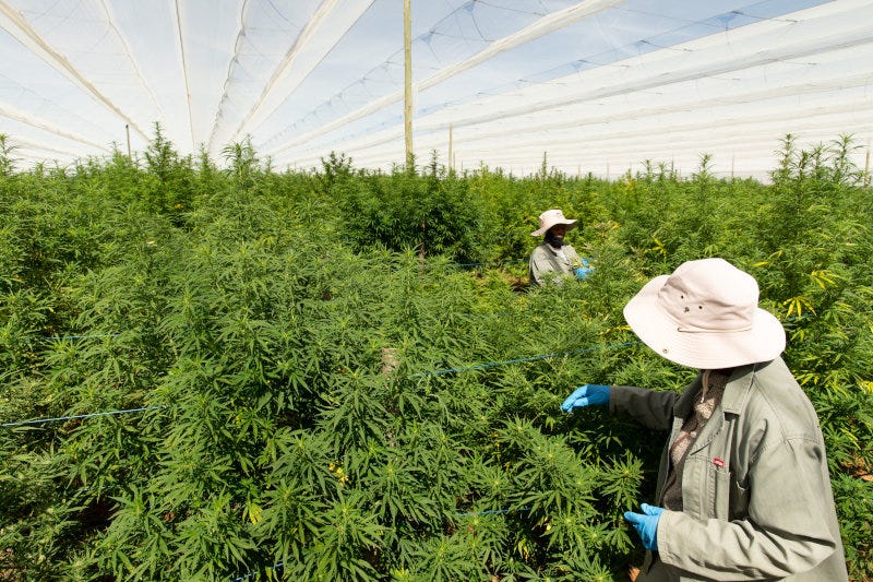 Goodleaf recently merged with Highlands Investments, a company that cultivates cannabis in Lesotho