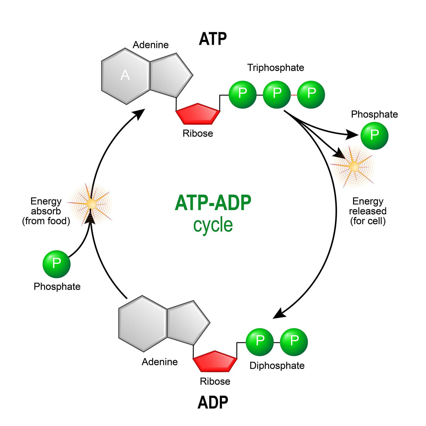 ATP & ADP - Biological Energy - Biology Online Tutorial