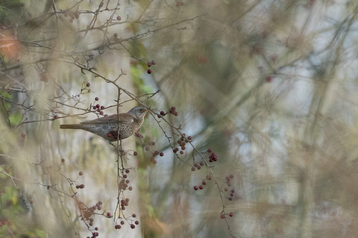 A grey-headed thrush sits partially obscured in a berry tree A grey-headed thrush sits partially obscured in a berry tree