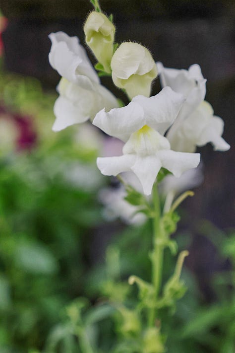 various snapdragon flowers