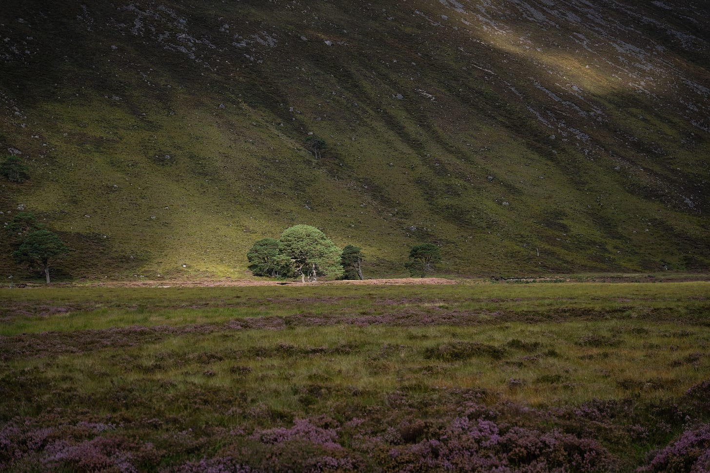 A cluster of trees illuminated by golden sunlight stands out against dark Highland hillsides cast in shadow. The contrast suggests a feeling of togetherness and resilience within the wilderness.