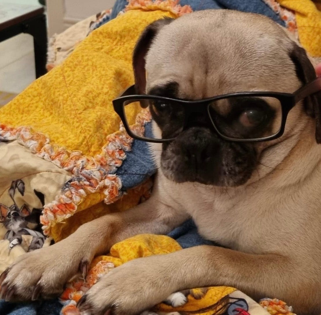 A serious older pug wearing black glasses looks at the viewer skeptically.