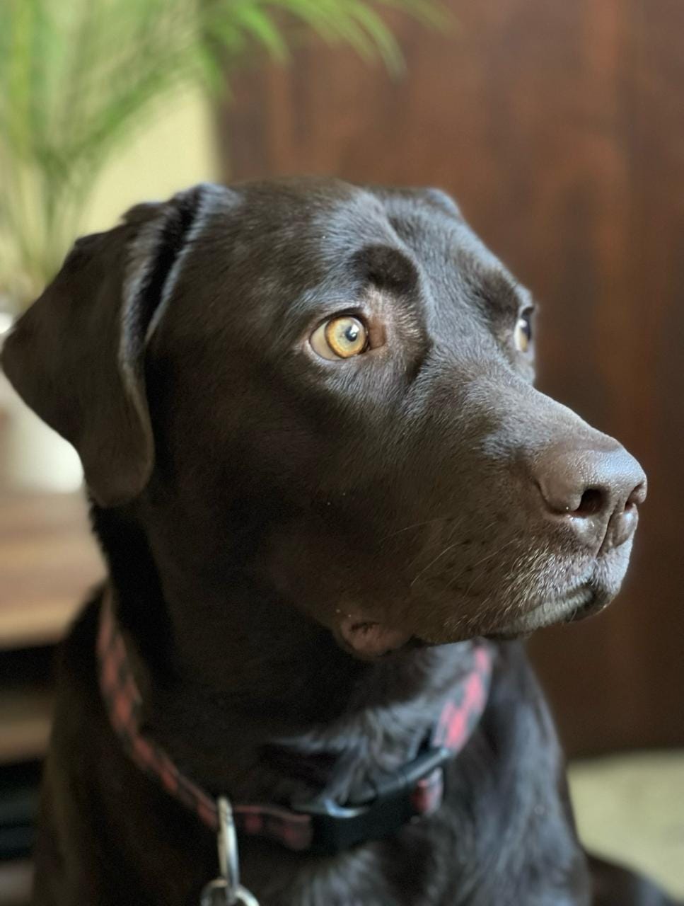 A picture of a black labrador with large yellow eyes A picture of a black labrador with large yellow eyes