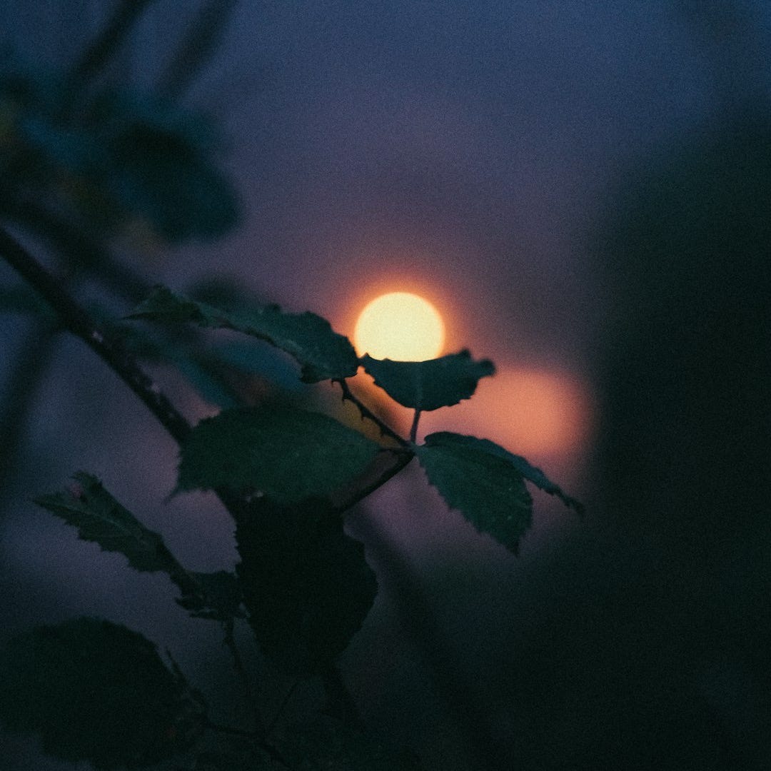 the sun is setting behind a tree branch