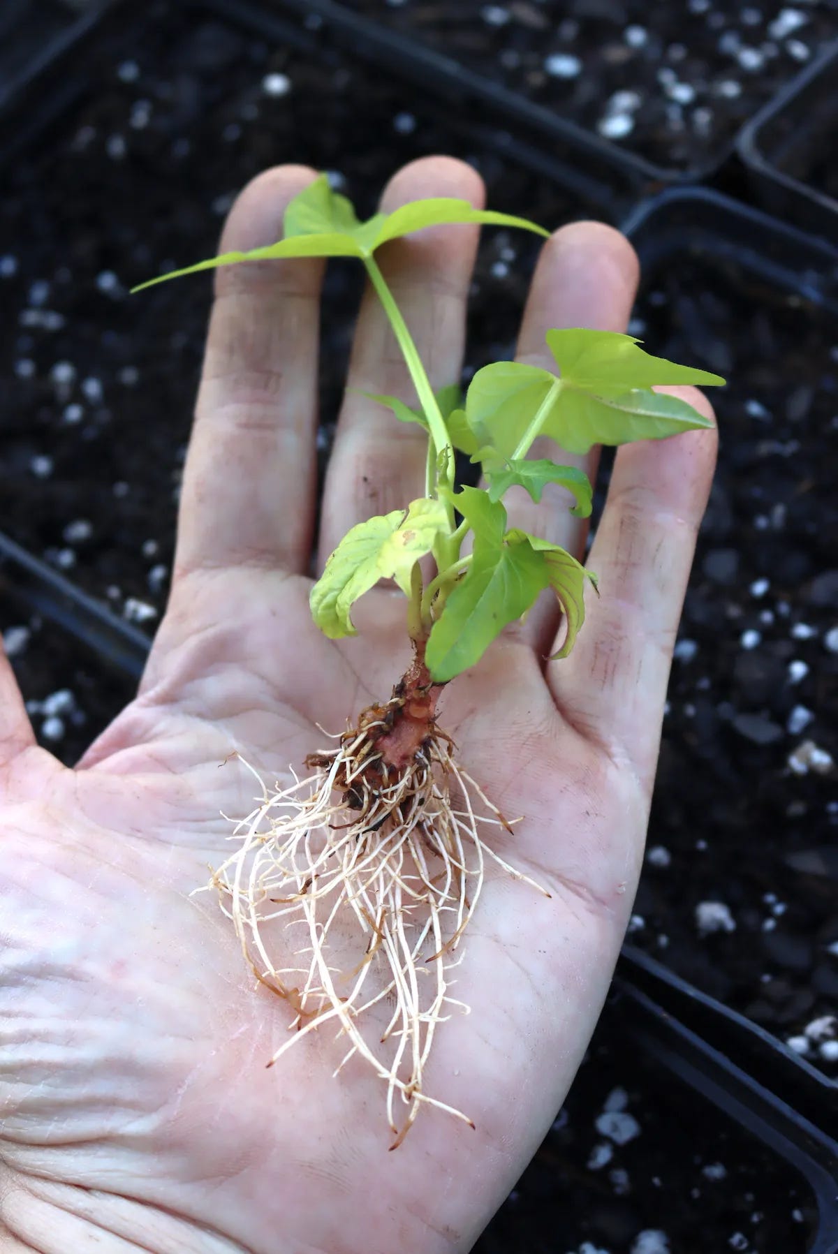 DIY Sweet Potato Slips | Practical Self Reliance, image size:1200x1796