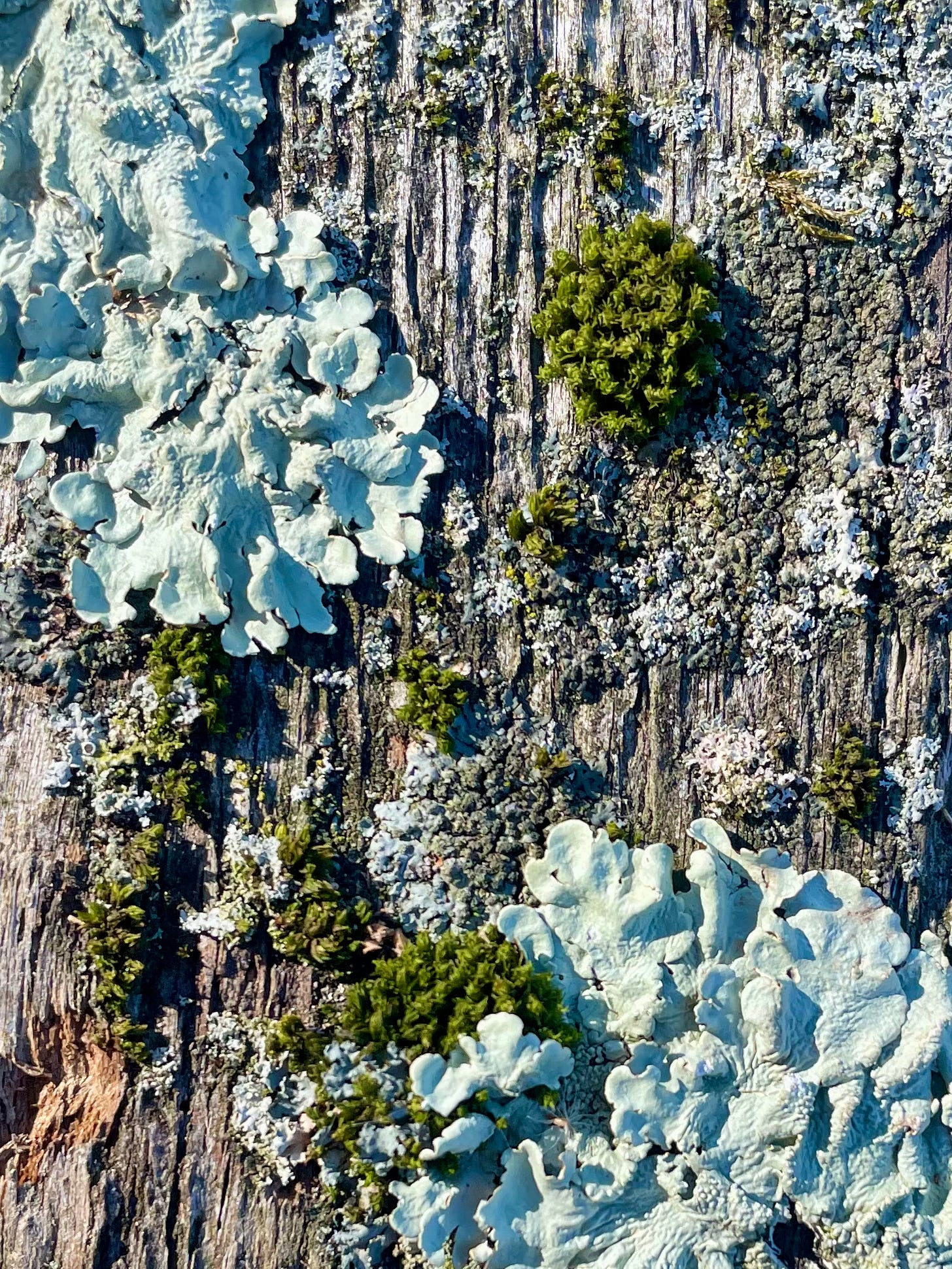 wood with moss
