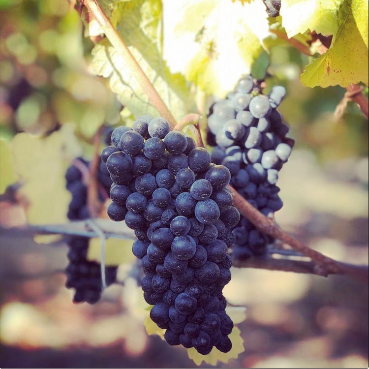 "Clouston & Co's estate grown Pinot Noir