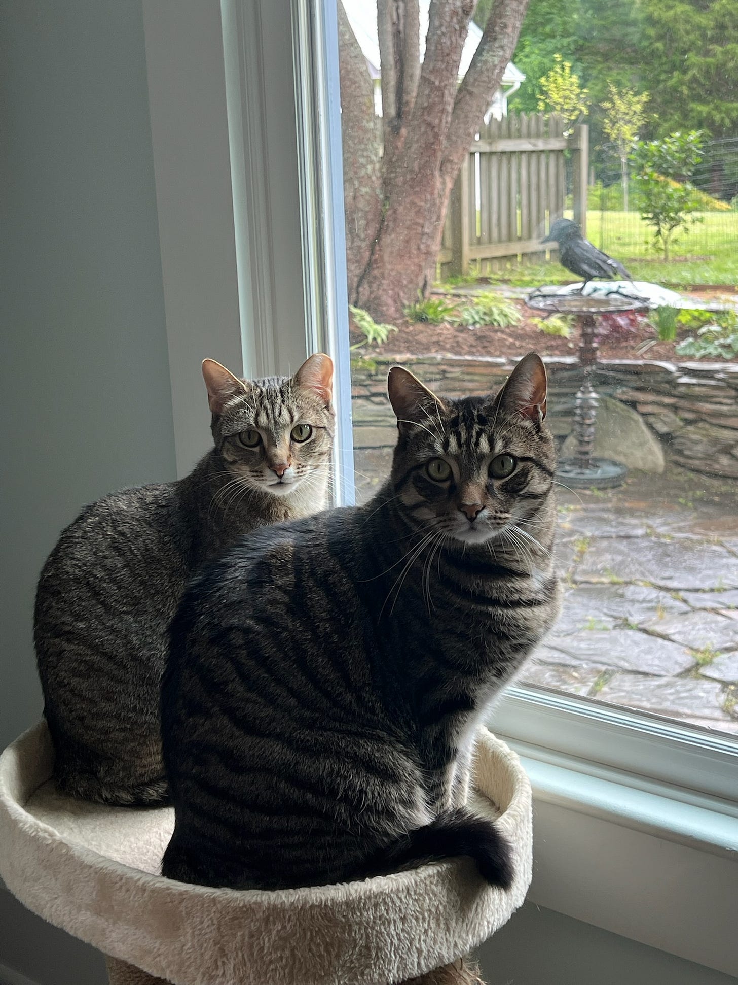 Two striped gray tabby cats sitting on a small cat tree next to a big window. They are both looking directly at the camera
