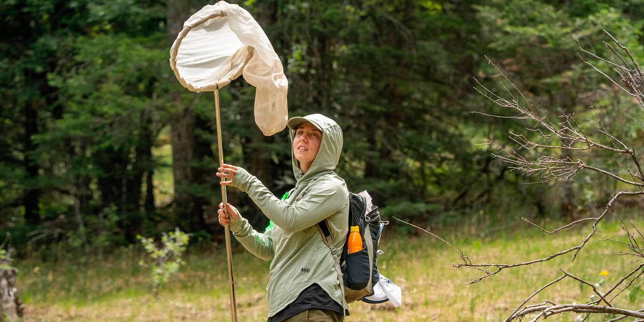 Still No Sign of Cloudcroft’s Vanishing Checkerspot Butterfly