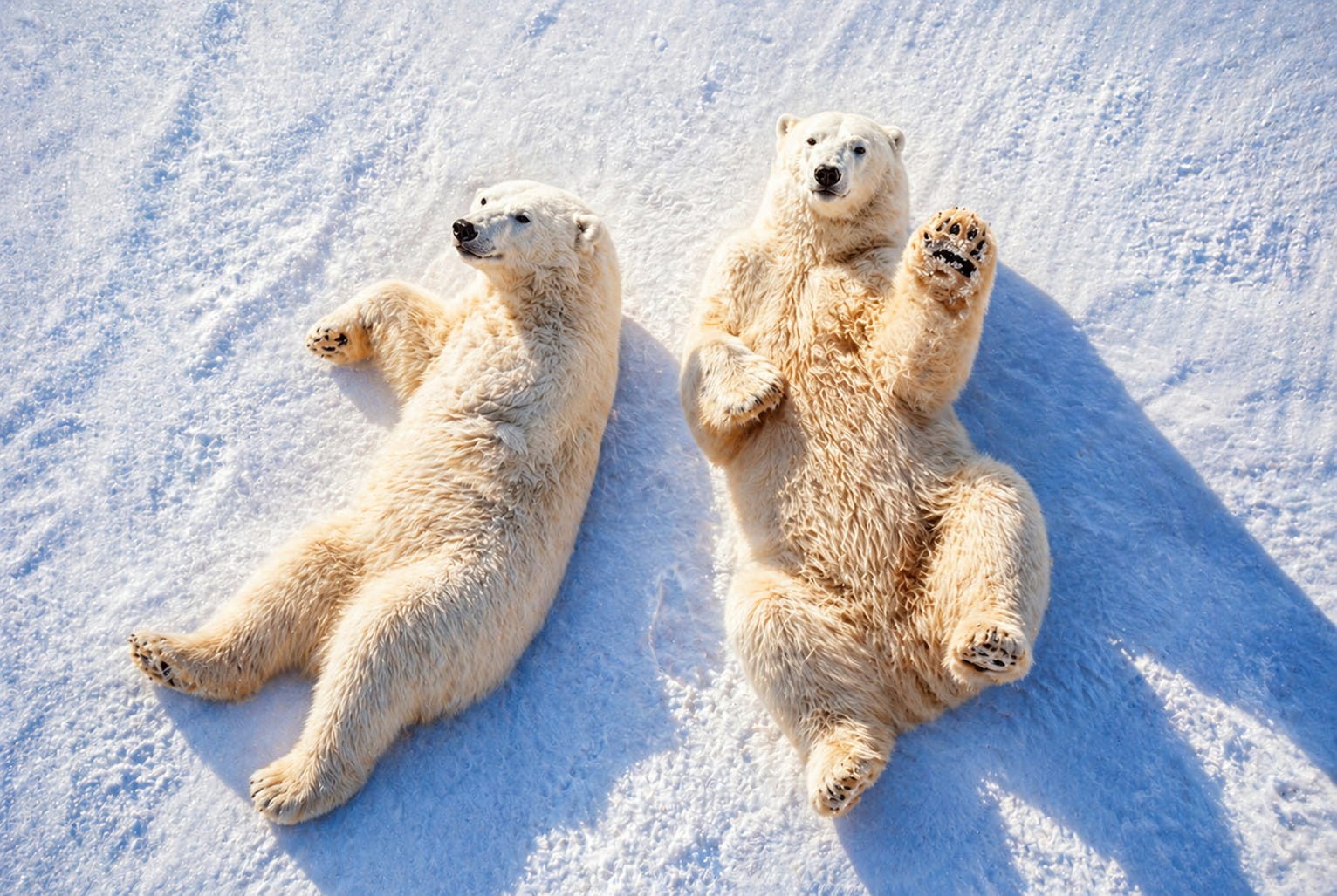 Two polar bears rest on the Arctic snow, their playful stillness masking the quiet strength beneath—reminding us that what sustains life is often hidden from view.