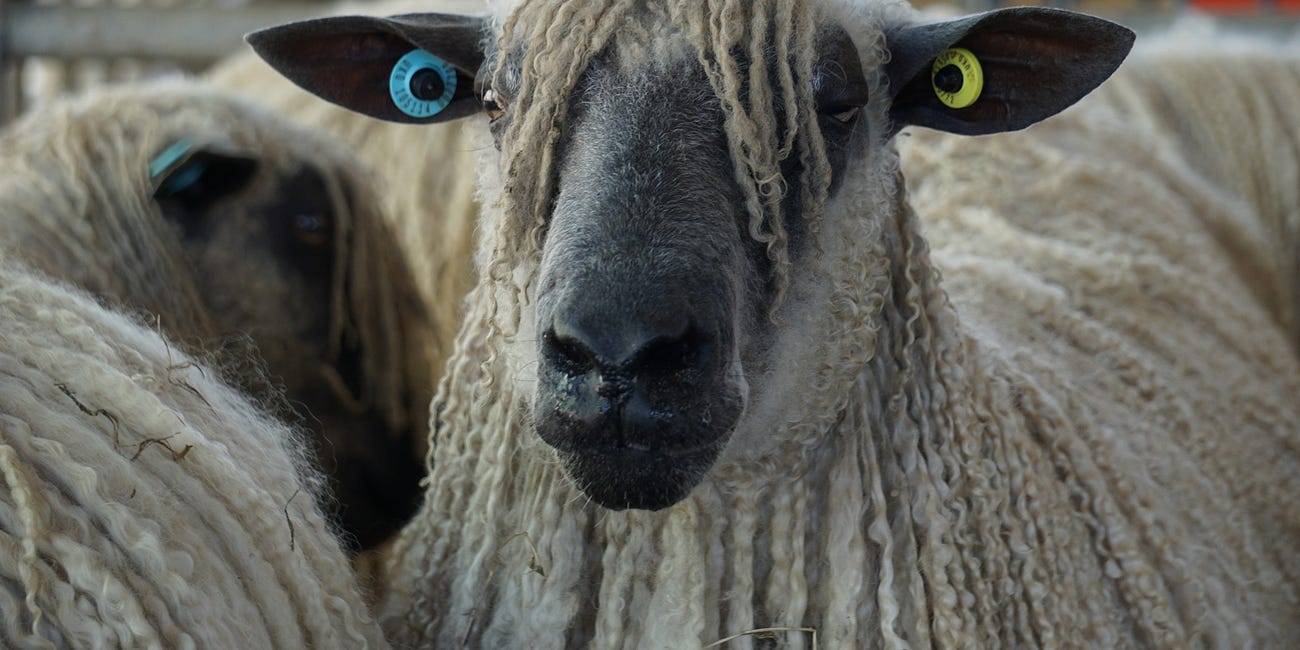 Exhibition captures beauty of Wensleydales