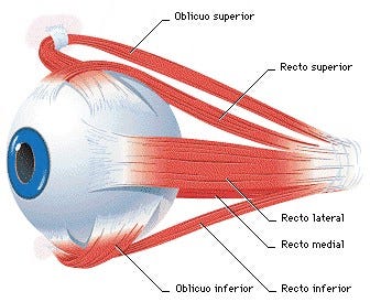 Panamericano de Ojos » Caracteristicas del 
ojo humano