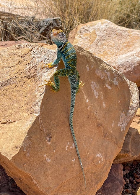 collared lizard on the trail to Box Canyon Ruins in Wupatki national Monument