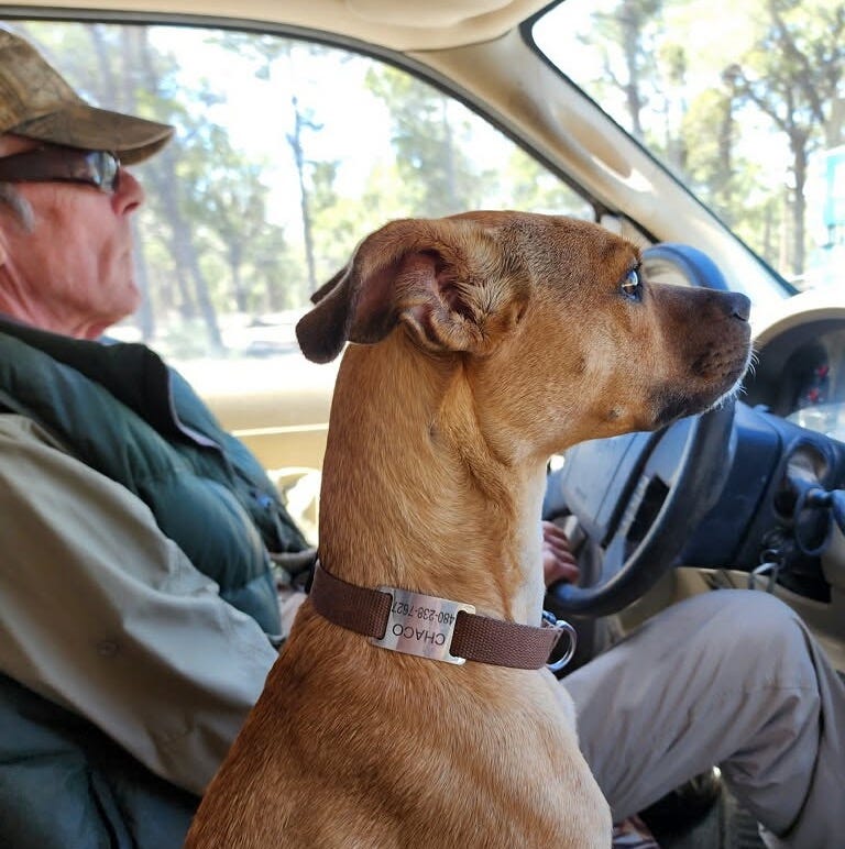 A dog sitting in a car

AI-generated content may be incorrect.