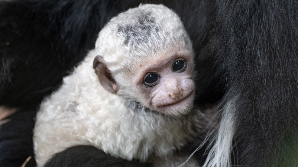 Woodland Park Zoo is celebrating the birth of a black and white colobus monkey, born on June 15 to second-time mom Mokiki. (Jeremy Dwyer-Lindgren/Woodland Park Zoo)