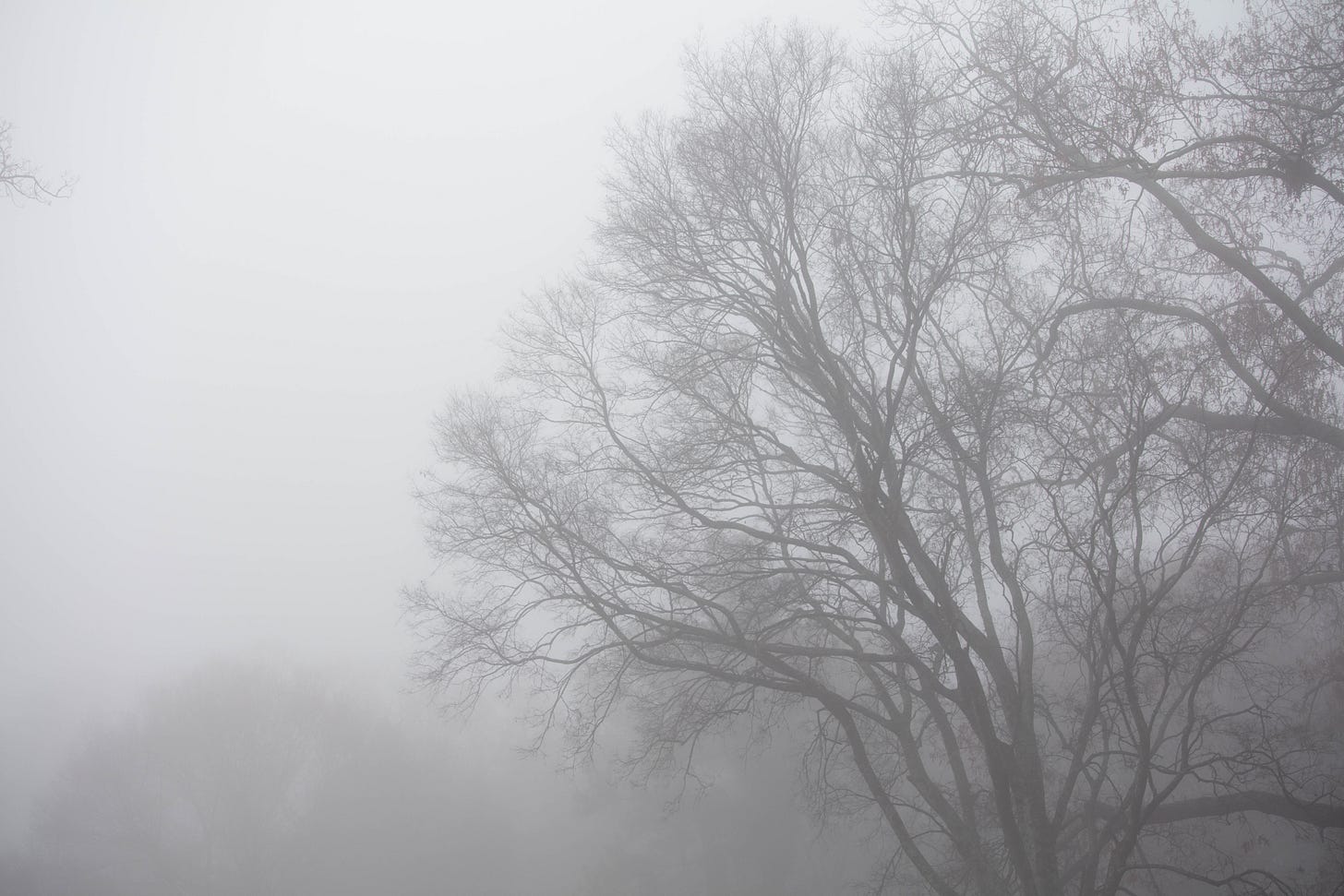 A tree in the fog. The sky is entirely white, and white mist partially obscures the tree. The tree appears to be black and two-dimensional, with lots of splitting and curving branches and twigs.